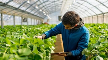 Persona verificando cultivo